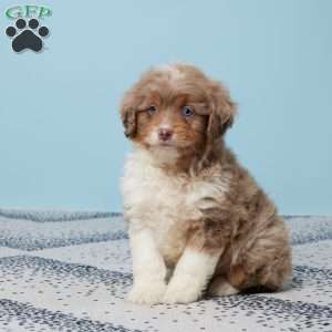 Easton, Mini Aussiedoodle Puppy